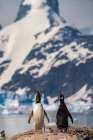 Antarctica, Petermann Island. Gentoo penguins calling. Art Print